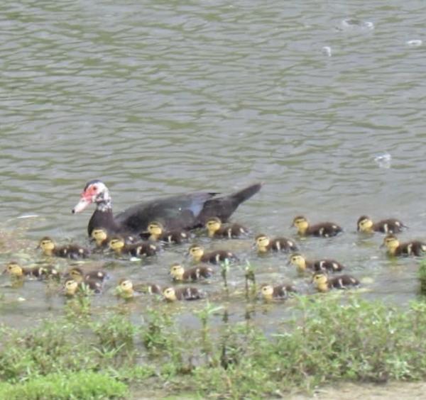 1995 Jacobsen Mobile Home