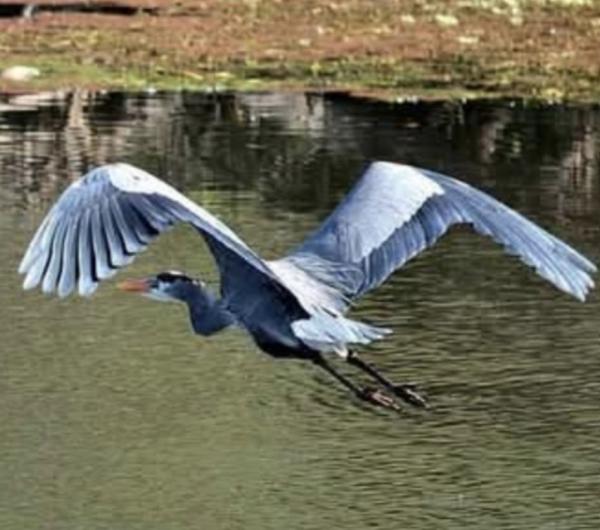 1995 Jacobsen Mobile Home