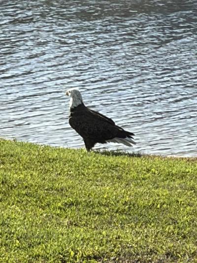 Photo 2 of 41 of home located at 5601 Duncan Rd #191 Punta Gorda, FL 33982