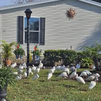 1984 PALM HS Mobile Home