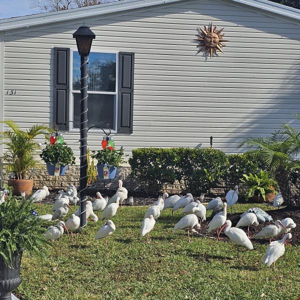 1984 PALM HS Mobile Home