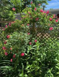 1996 Mobile Home