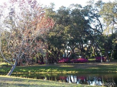 Photo 3 of 29 of park located at 795 County Road #1 Palm Harbor, FL 34683