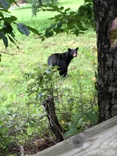 Photo 4 of 10 of park located at 3 Dustin Dr. Swannanoa, NC 28778