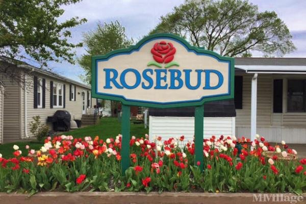 Photo of Rosebud, Bridgeview IL