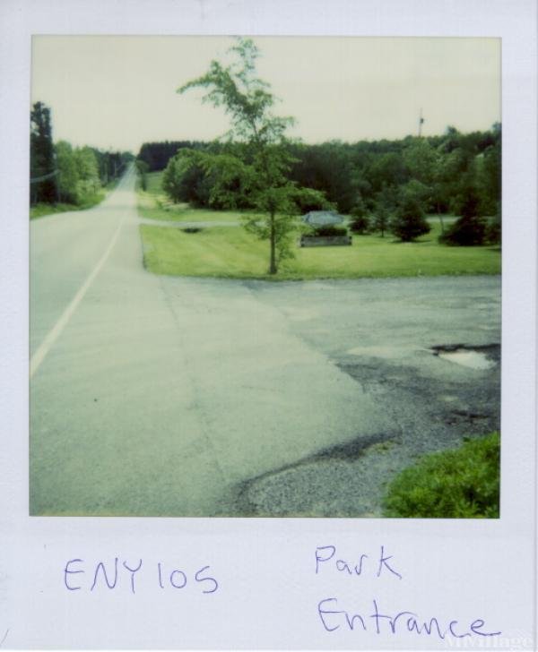 Photo of Leaning Evergreens, Westerlo NY
