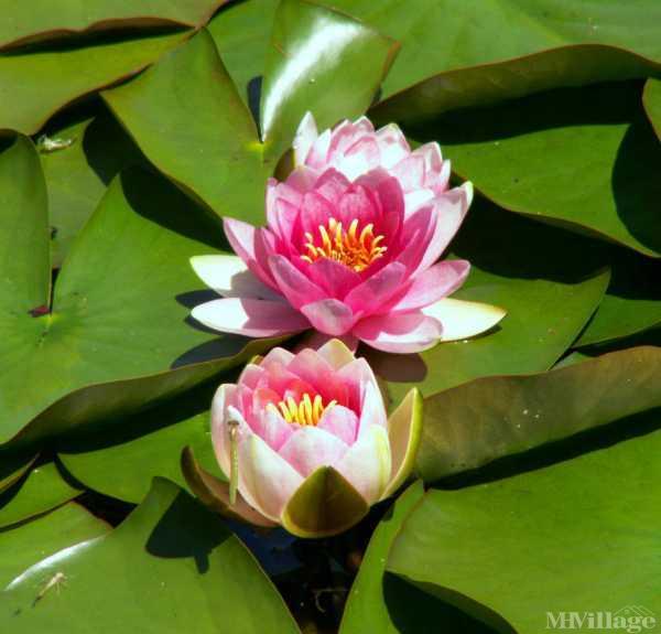 Laurel Oaks Mobile Home Park in Lacey, WA MHVillage