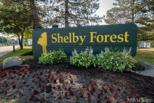 Photo of Shelby Forest, Shelby Township MI