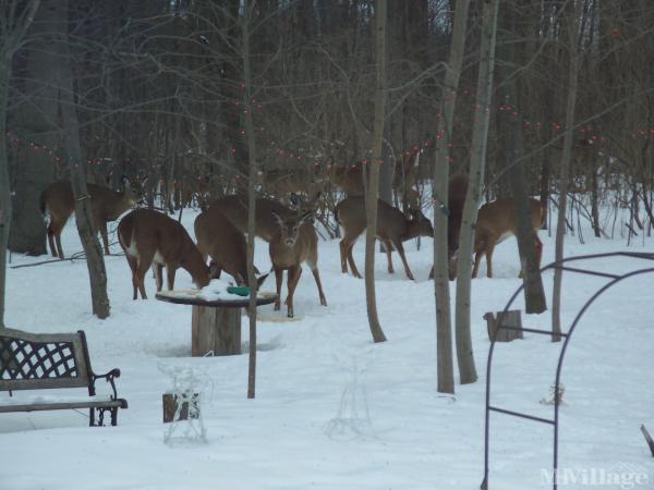 Oakwood Estates Mhp Mobile Home Park In Dundee Ny Mhvillage