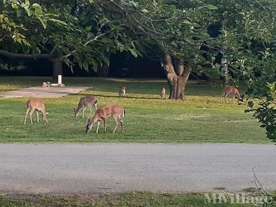 Photo 6 of 13 of park