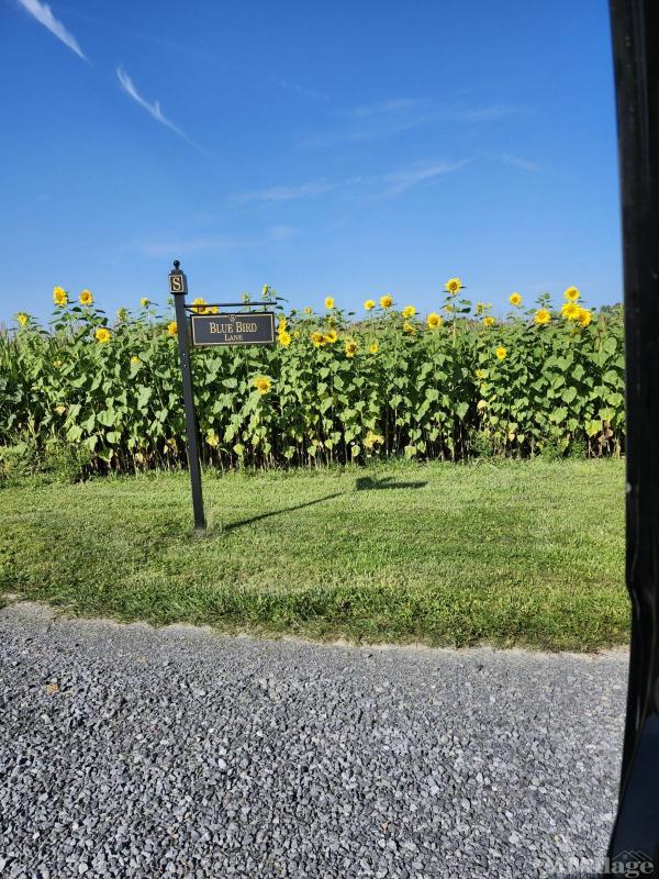 Photo of Lakeview Seniors, Union Springs NY