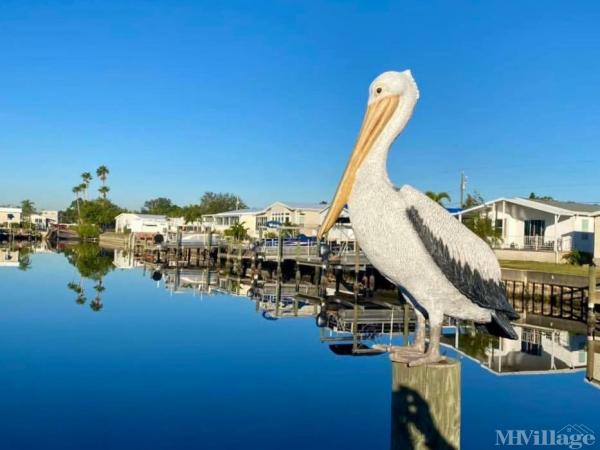 Photo of Americana Cove, Saint Petersburg FL