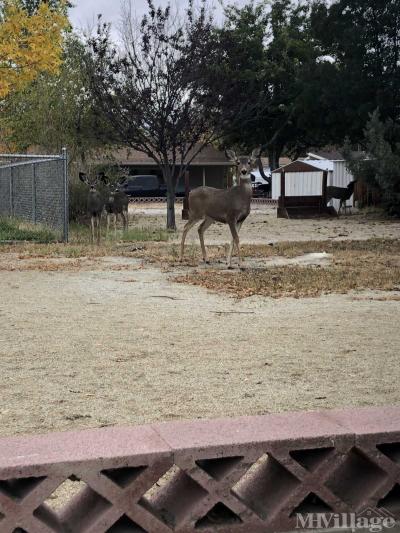 Photo 3 of 6 of park located at 1205 S Maine St Fallon, NV 89406