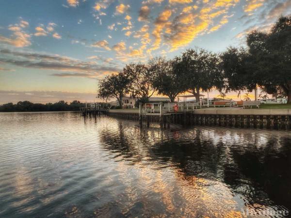 Photo of Americana Cove, Saint Petersburg FL