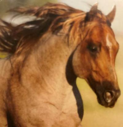 Listed By Michelle Garcia of MAVERICK HOMES, LLC