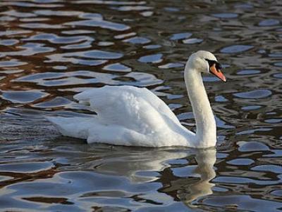 Listed By Michael Springer  Agent Shared Account of the SWANS